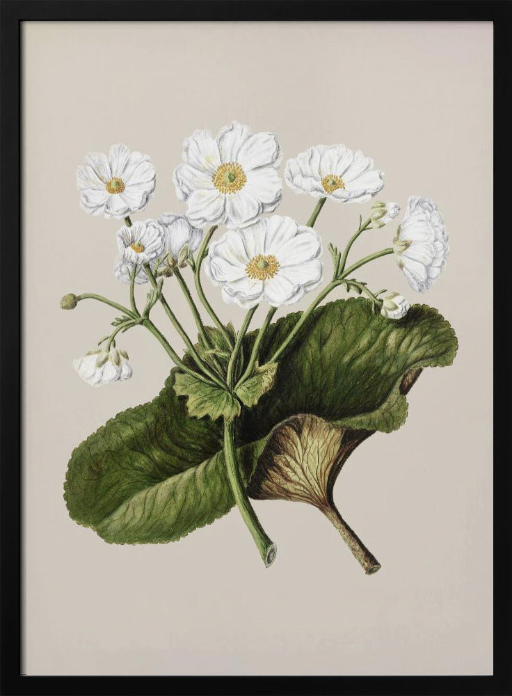 The Mountain Lily Drawn By Sarah Featon (1848–1927) - Poster / Art Print