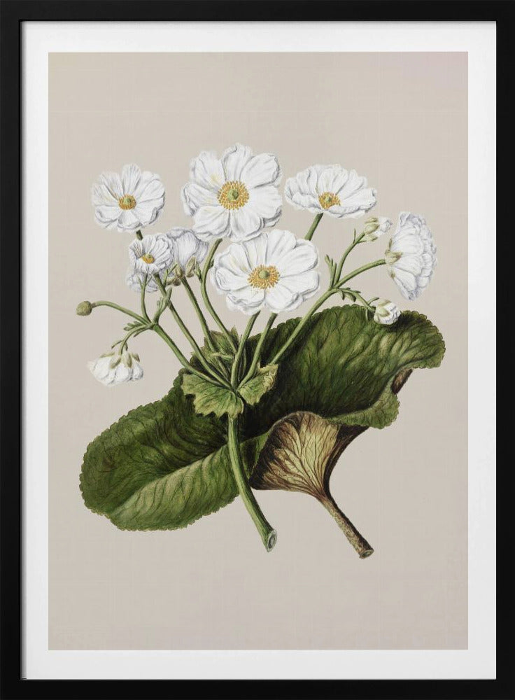 The Mountain Lily Drawn By Sarah Featon (1848–1927) - Poster / Art Print