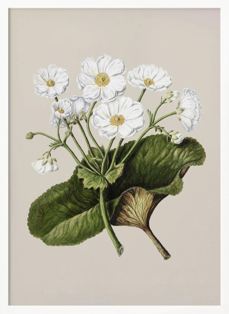 The Mountain Lily Drawn By Sarah Featon (1848–1927) - Poster / Art Print