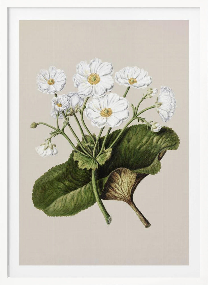 The Mountain Lily Drawn By Sarah Featon (1848–1927) - Poster / Art Print