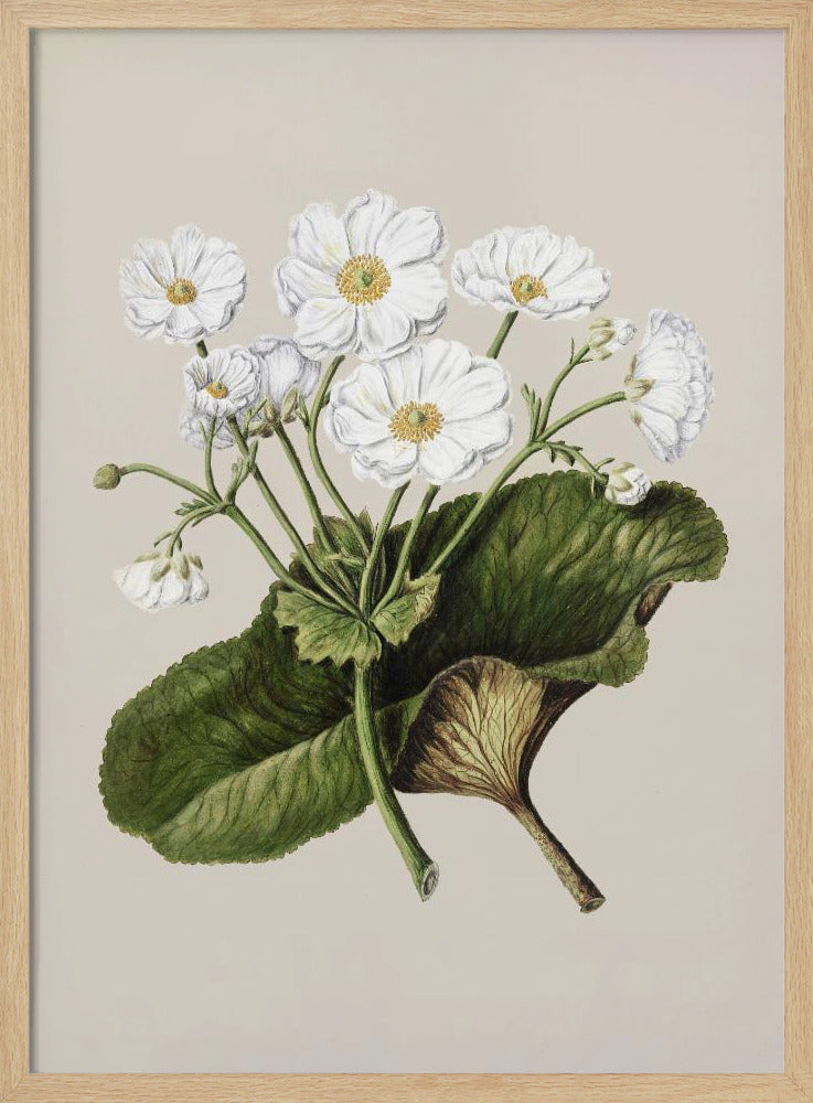 The Mountain Lily Drawn By Sarah Featon (1848–1927) - Poster / Art Print
