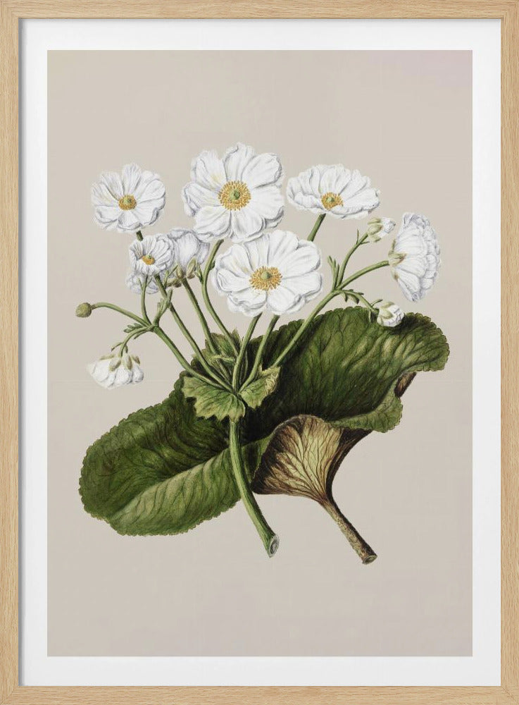 The Mountain Lily Drawn By Sarah Featon (1848–1927) - Poster / Art Print