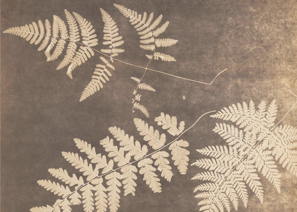 Fern Leaves 1850 - Poster / Art Print