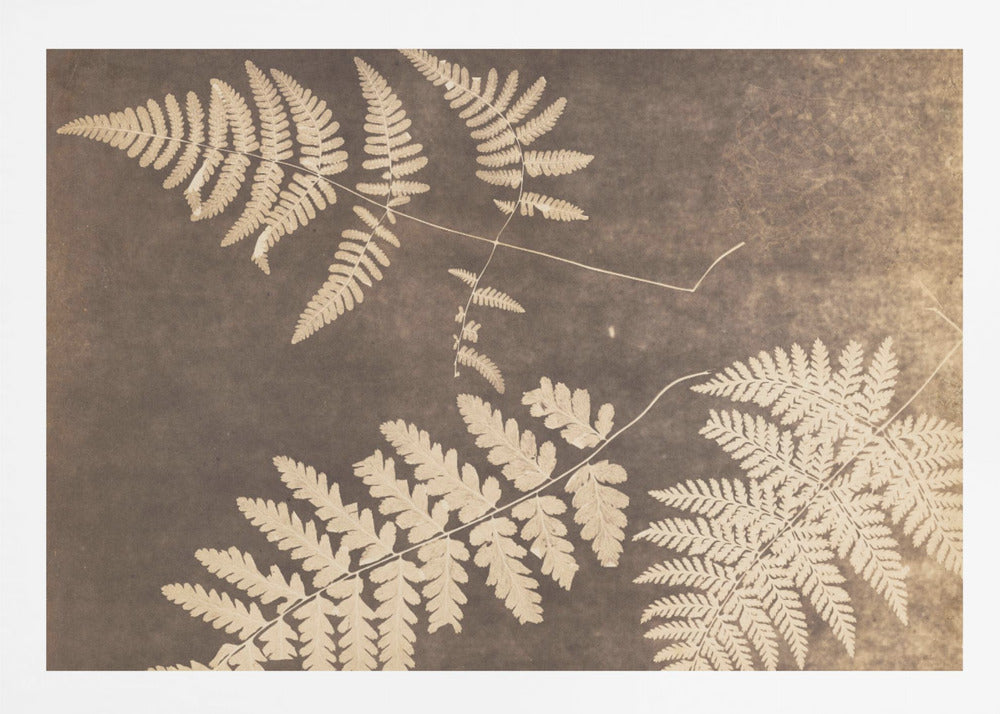 Fern Leaves 1850 - Poster / Art Print