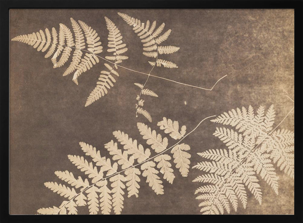 Fern Leaves 1850 - Poster / Art Print