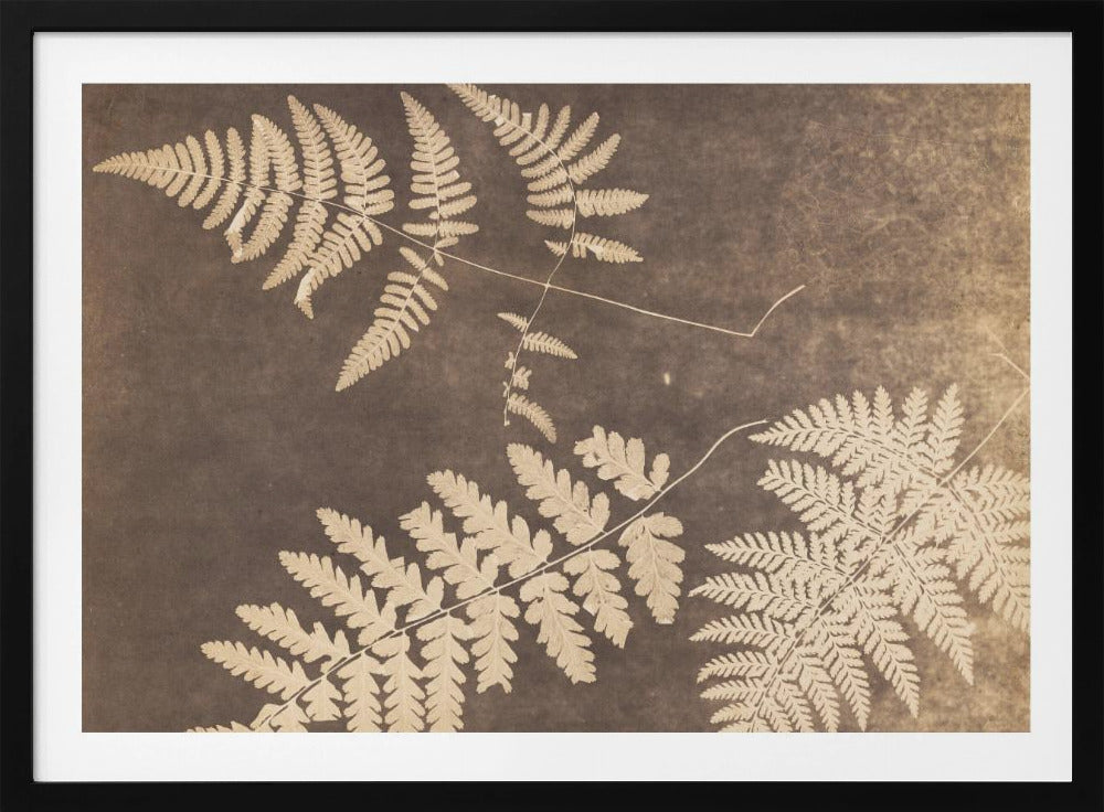 Fern Leaves 1850 - Poster / Art Print