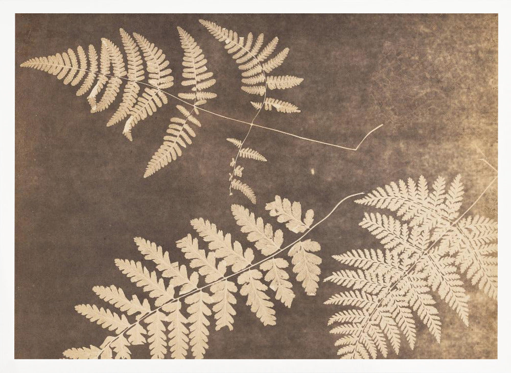 Fern Leaves 1850 - Poster / Art Print
