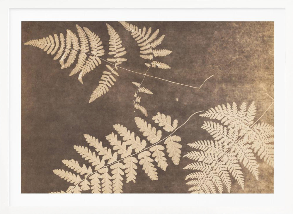 Fern Leaves 1850 - Poster / Art Print