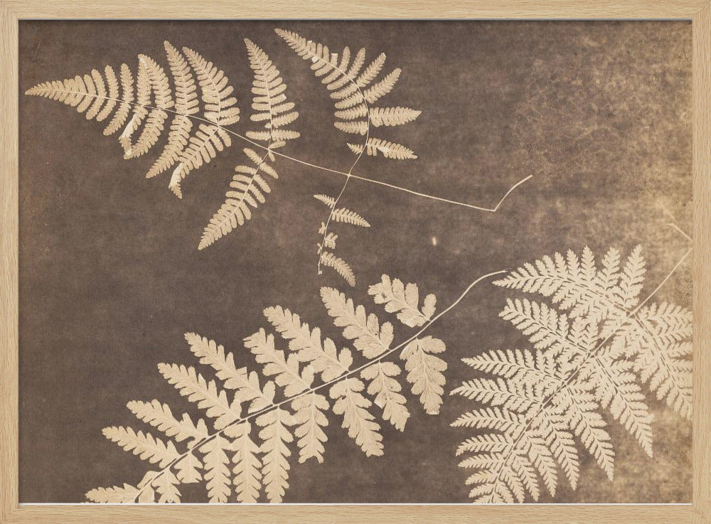 Fern Leaves 1850 - Poster / Art Print
