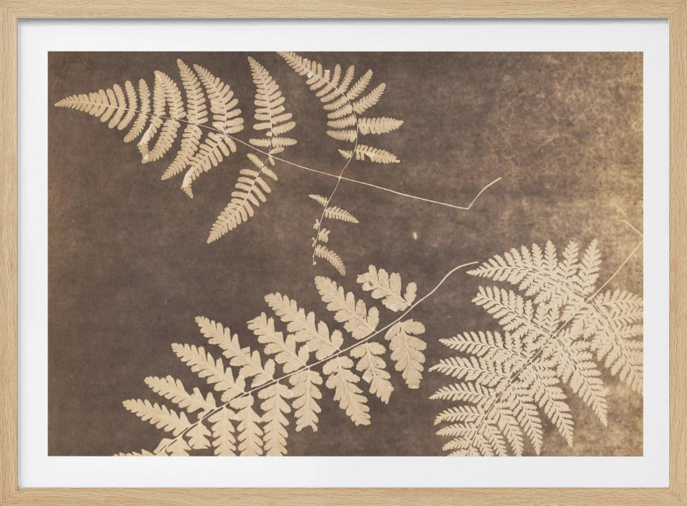 Fern Leaves 1850 - Poster / Art Print