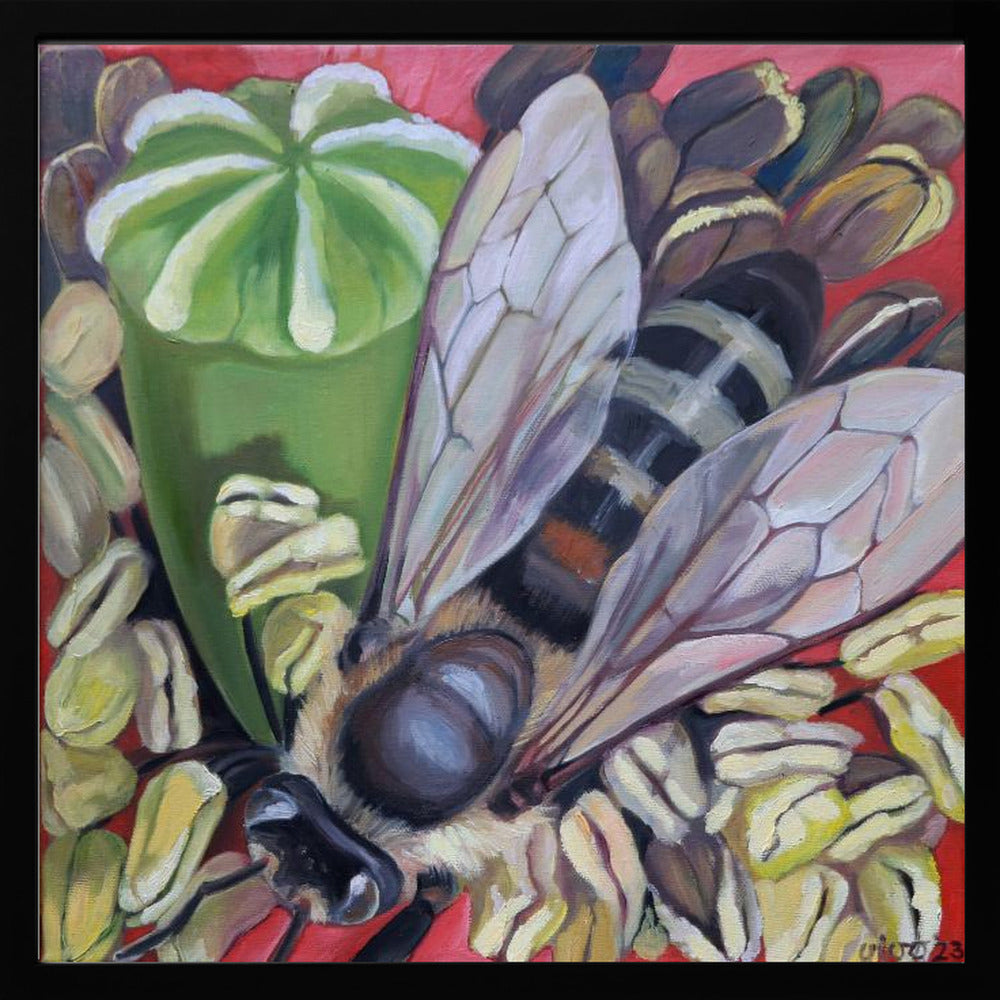 Hornet Hoverfly On Poppies - Poster / Art Print