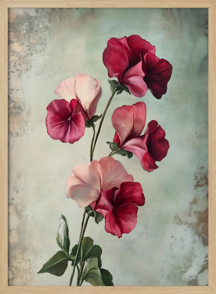 Sweet Pea - Poster / Art Print