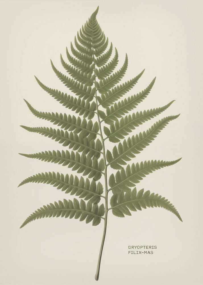 Dryopteris Filix Mas - Poster / Art Print
