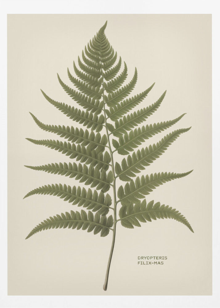 Dryopteris Filix Mas - Poster / Art Print