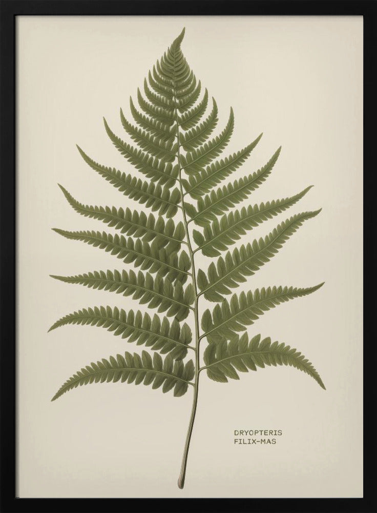 Dryopteris Filix Mas - Poster / Art Print