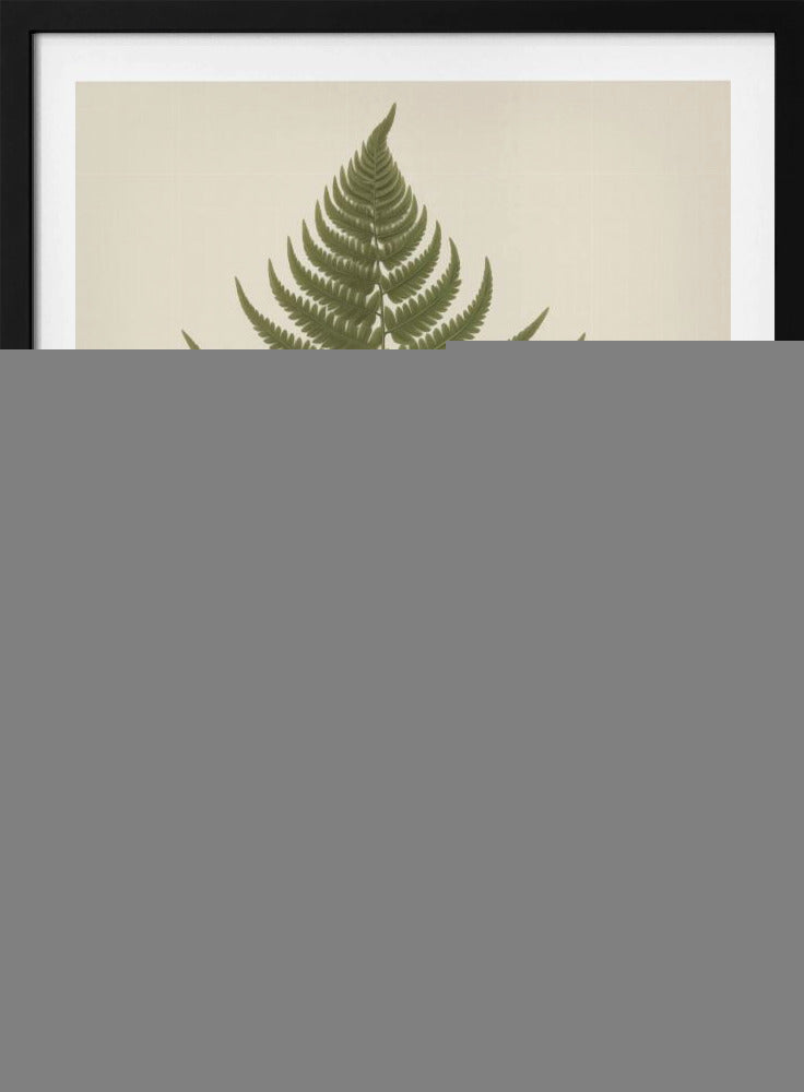 Dryopteris Filix Mas - Poster / Art Print