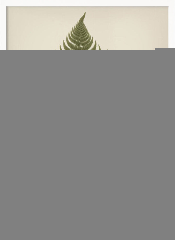 Dryopteris Filix Mas - Poster / Art Print