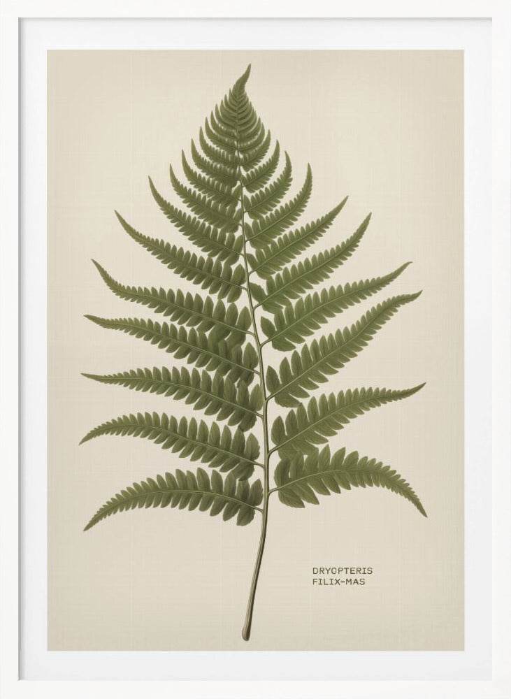 Dryopteris Filix Mas - Poster / Art Print