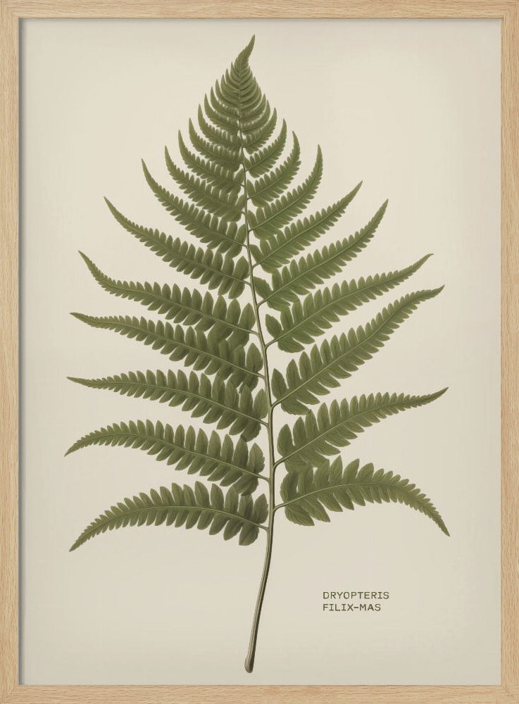 Dryopteris Filix Mas - Poster / Art Print