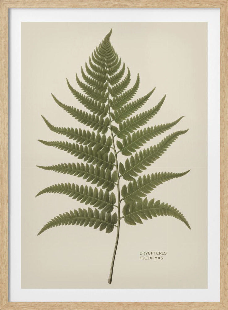 Dryopteris Filix Mas - Poster / Art Print