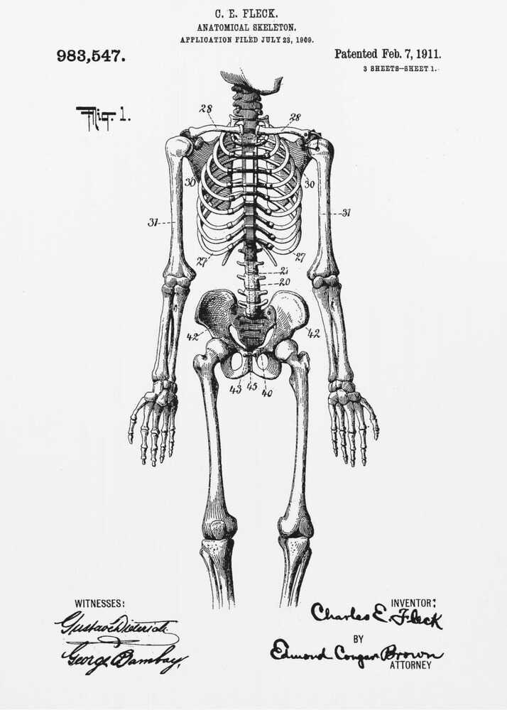 Anatomical Skeleton Patent 1911 - Poster / Art Print