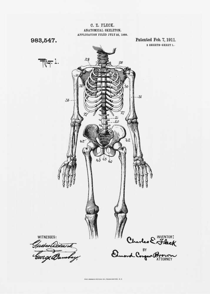 Anatomical Skeleton Patent 1911 - Poster / Art Print