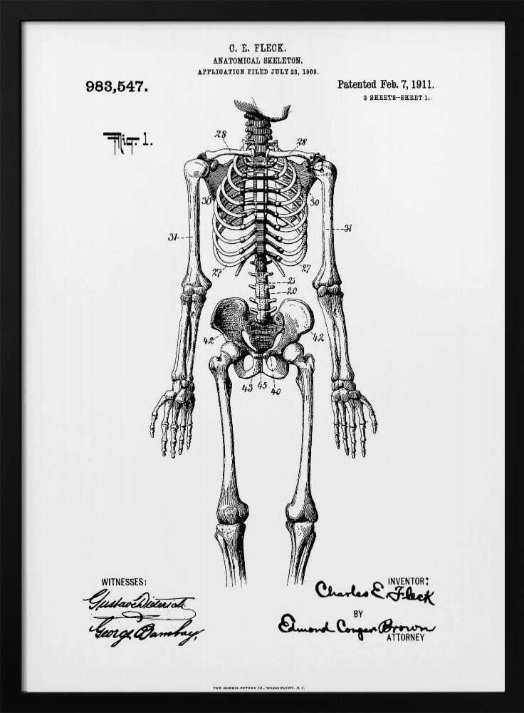 Anatomical Skeleton Patent 1911 - Poster / Art Print