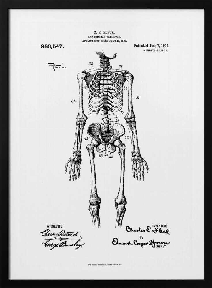 Anatomical Skeleton Patent 1911 - Poster / Art Print