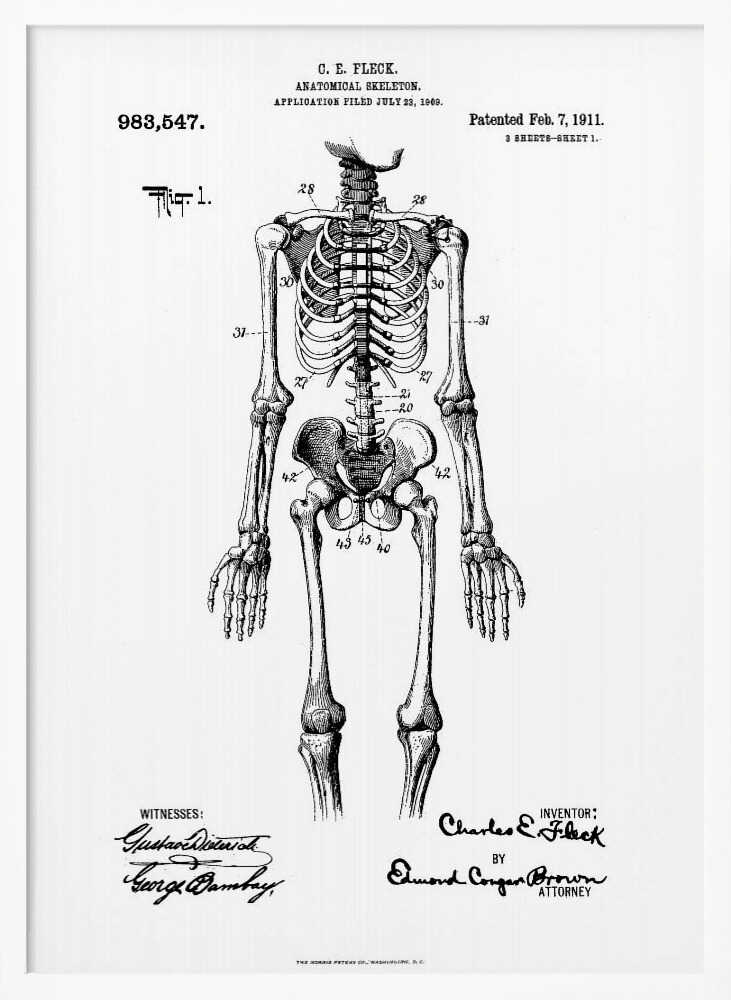 Anatomical Skeleton Patent 1911 - Poster / Art Print