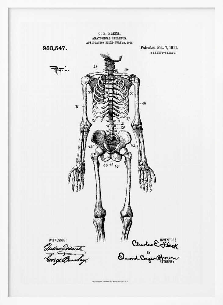 Anatomical Skeleton Patent 1911 - Poster / Art Print