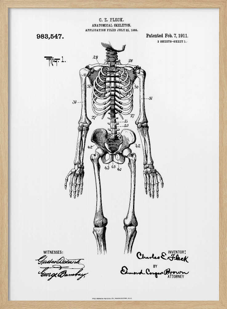Anatomical Skeleton Patent 1911 - Poster / Art Print