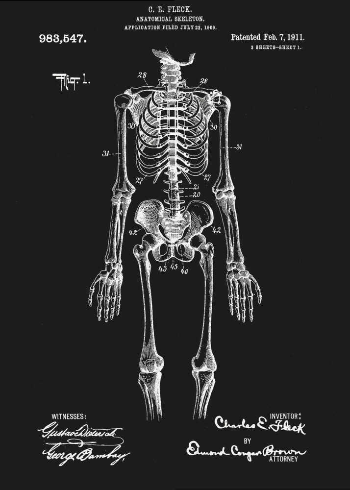 Anatomical Skeleton Patent 1911 - Poster / Art Print