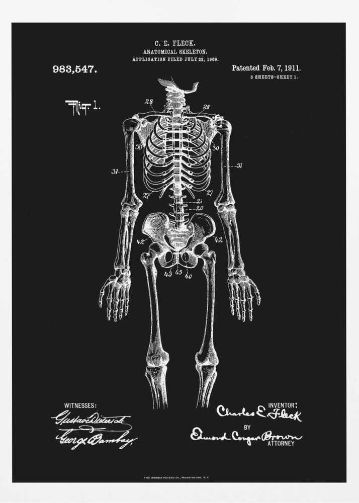 Anatomical Skeleton Patent 1911 - Poster / Art Print