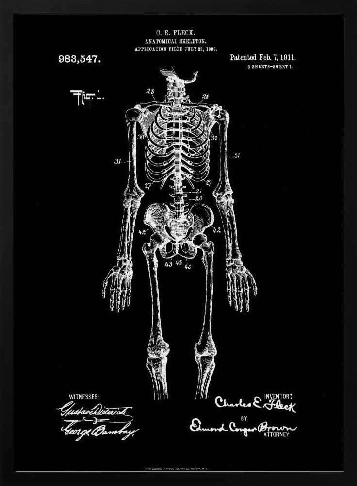 Anatomical Skeleton Patent 1911 - Poster / Art Print