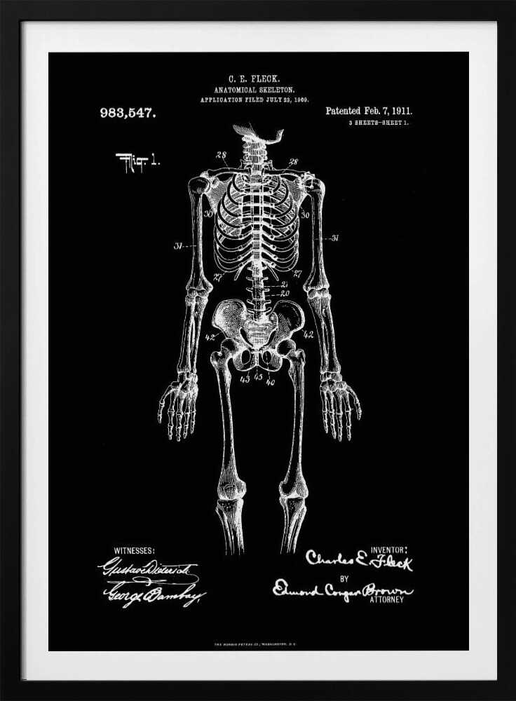 Anatomical Skeleton Patent 1911 - Poster / Art Print