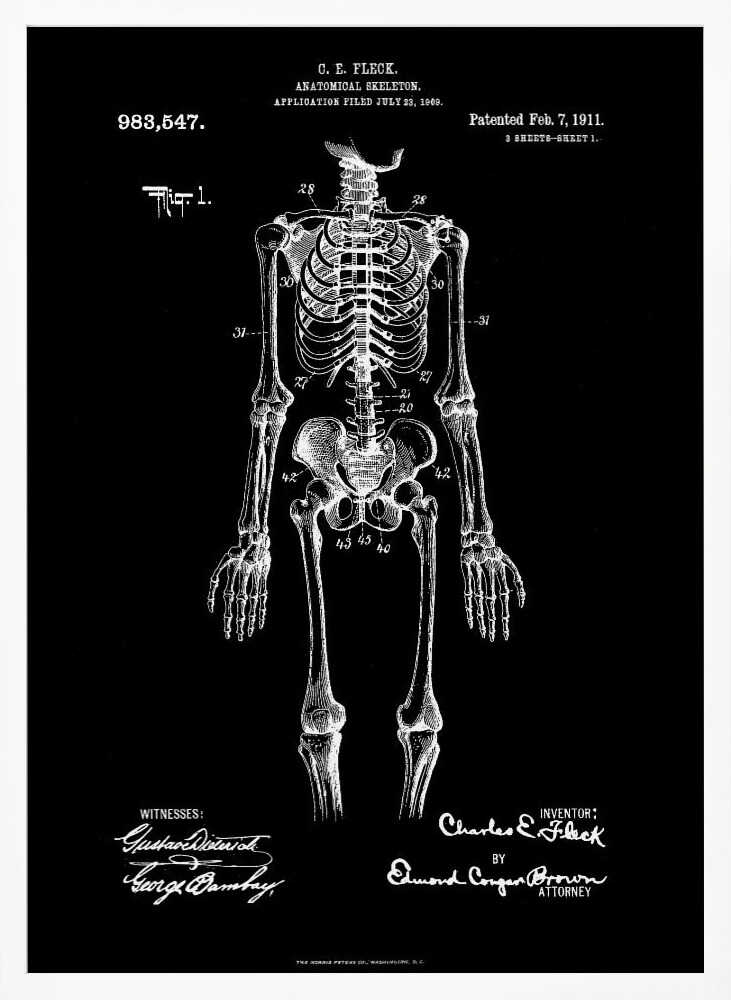 Anatomical Skeleton Patent 1911 - Poster / Art Print