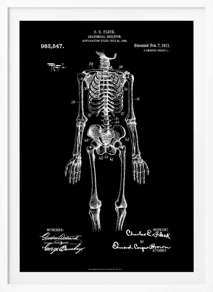 Anatomical Skeleton Patent 1911 - Poster / Art Print