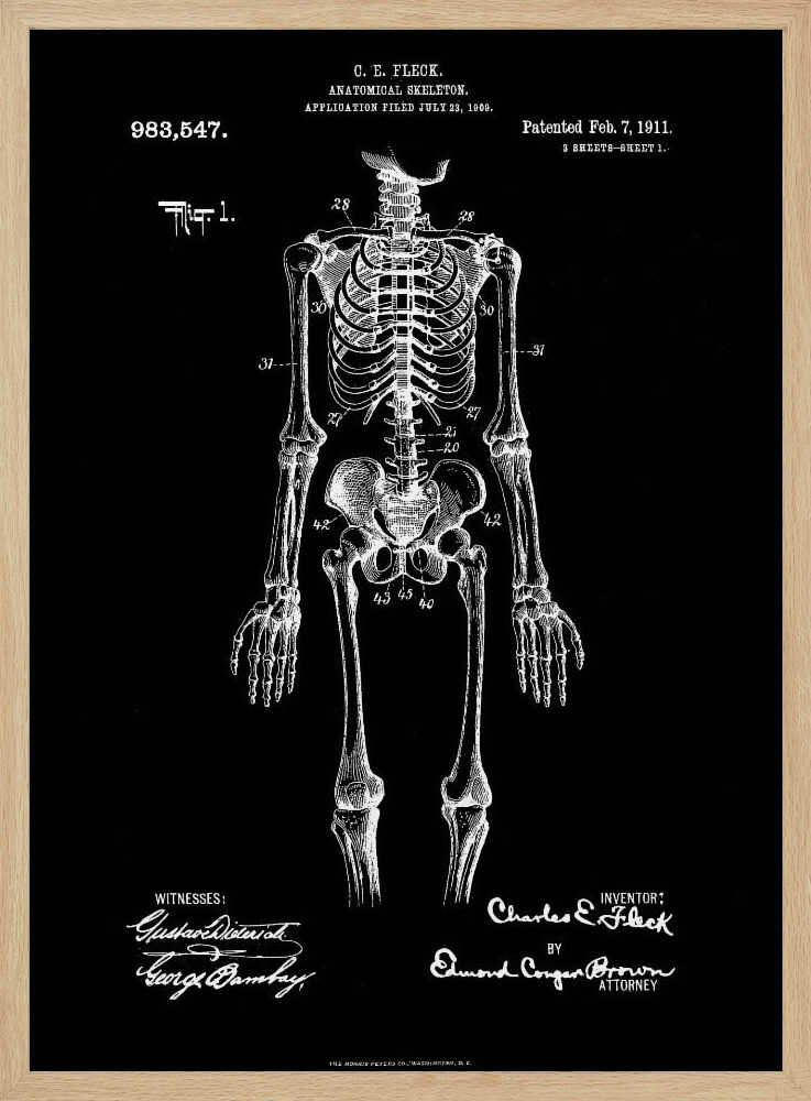 Anatomical Skeleton Patent 1911 - Poster / Art Print