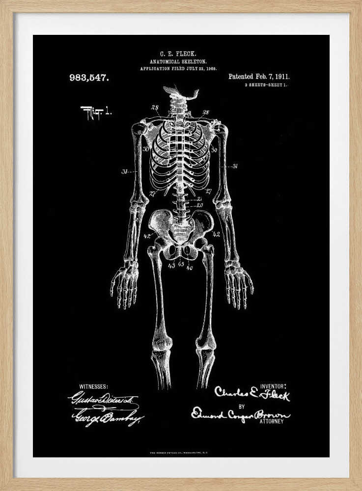 Anatomical Skeleton Patent 1911 - Poster / Art Print
