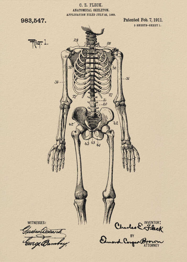 Anatomical Skeleton Patent 1911 - Poster / Art Print