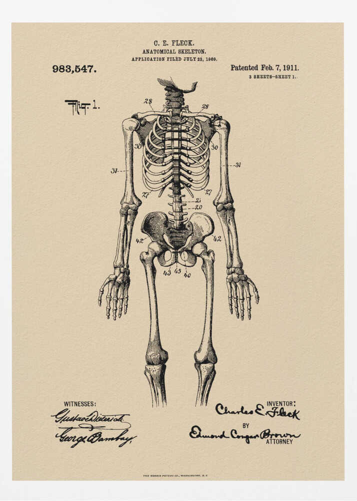 Anatomical Skeleton Patent 1911 - Poster / Art Print