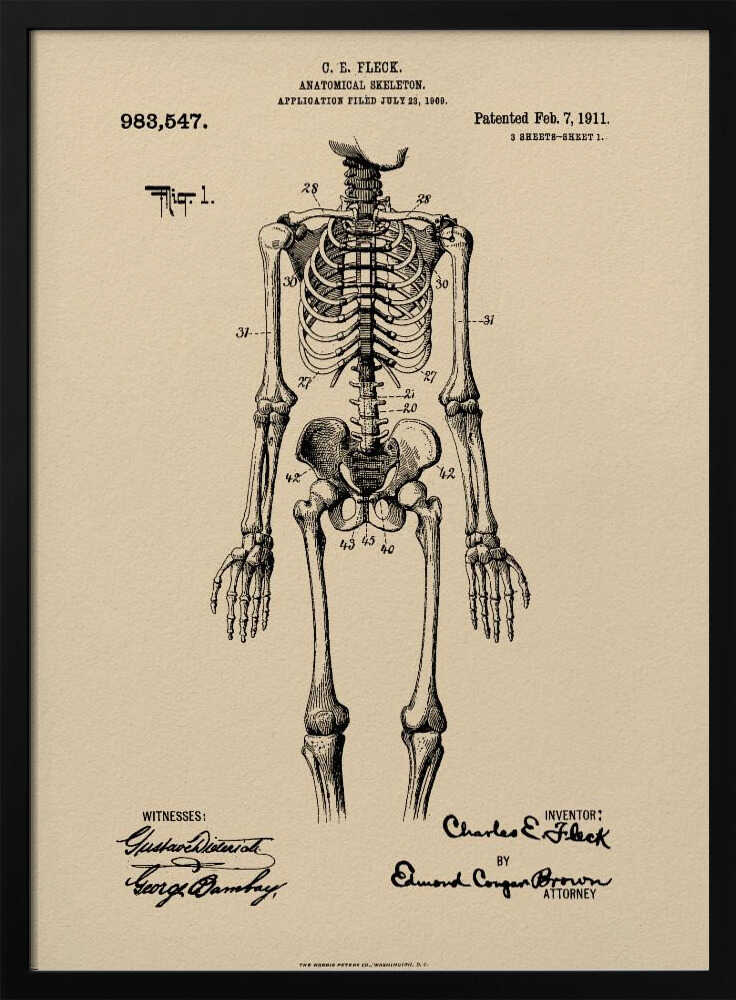 Anatomical Skeleton Patent 1911 - Poster / Art Print