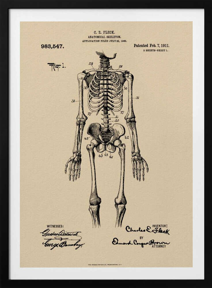 Anatomical Skeleton Patent 1911 - Poster / Art Print