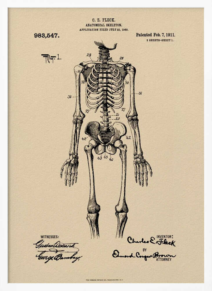 Anatomical Skeleton Patent 1911 - Poster / Art Print