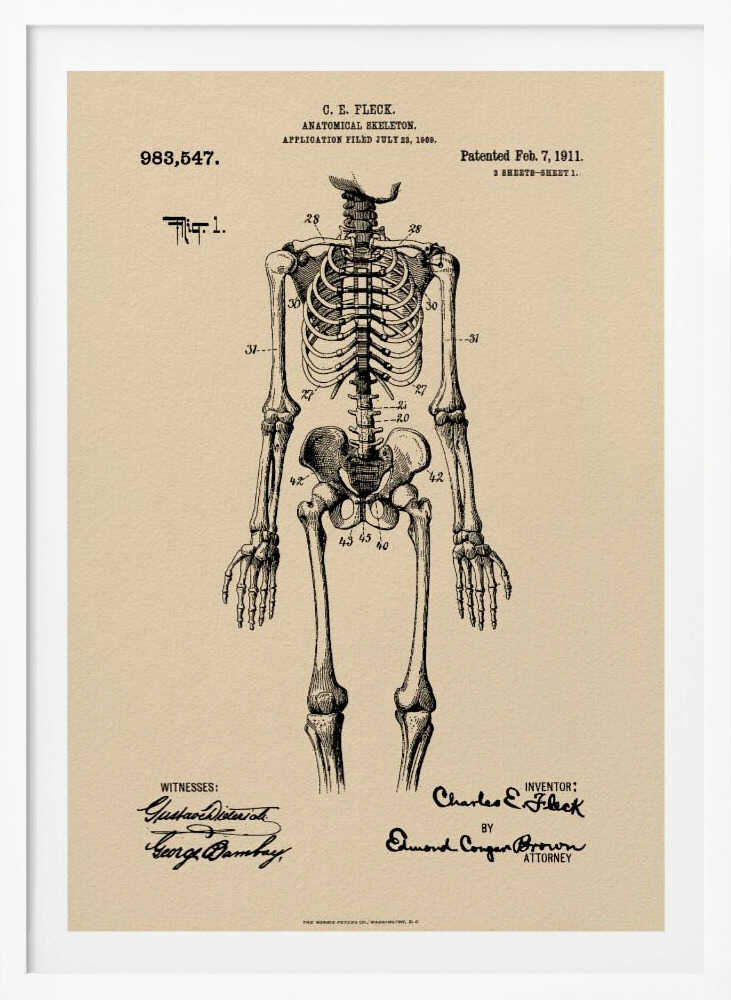 Anatomical Skeleton Patent 1911 - Poster / Art Print