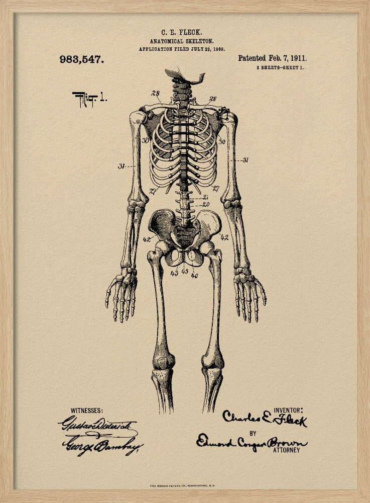 Anatomical Skeleton Patent 1911 - Poster / Art Print