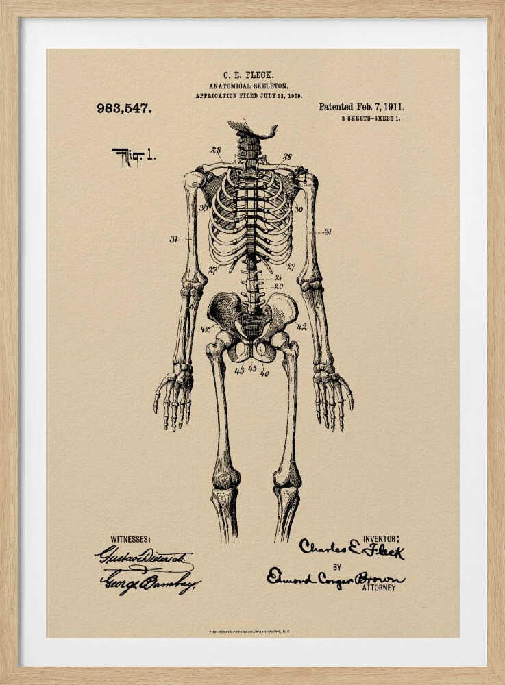Anatomical Skeleton Patent 1911 - Poster / Art Print