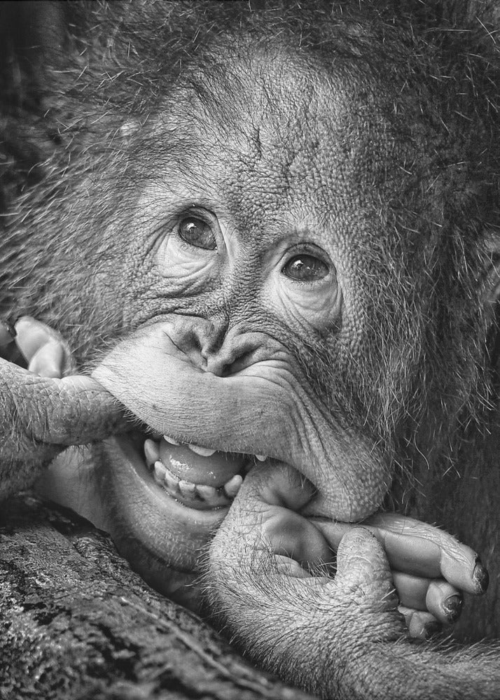 Big Smile.....please - Poster / Art Print