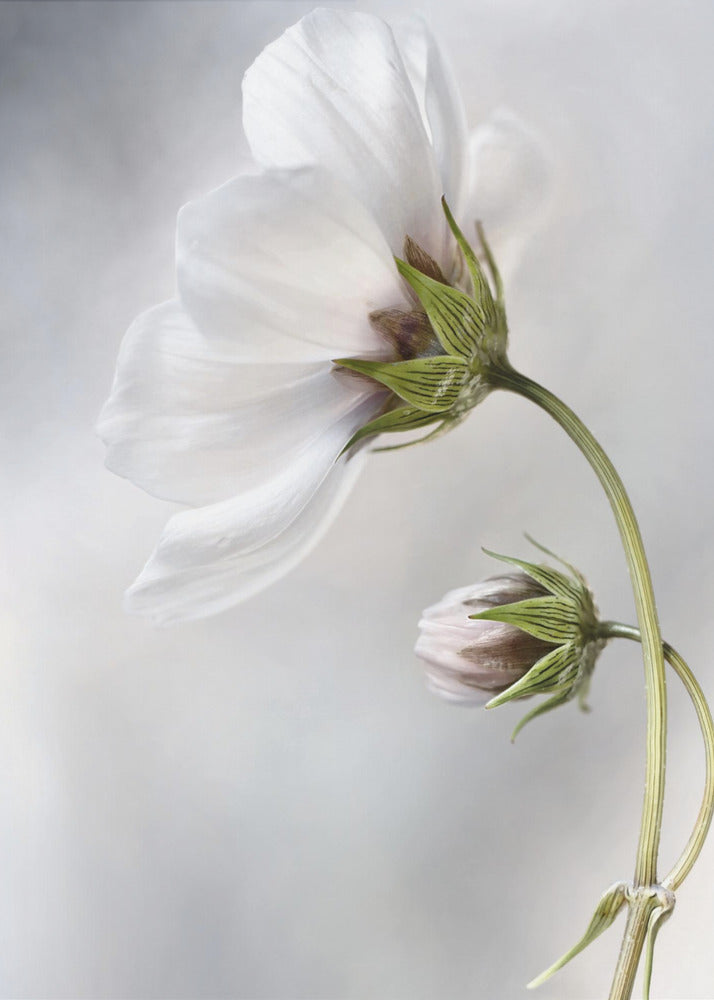 Heavenly Cosmos - Poster / Art Print
