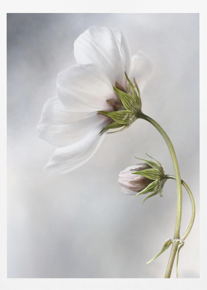 Heavenly Cosmos - Poster / Art Print